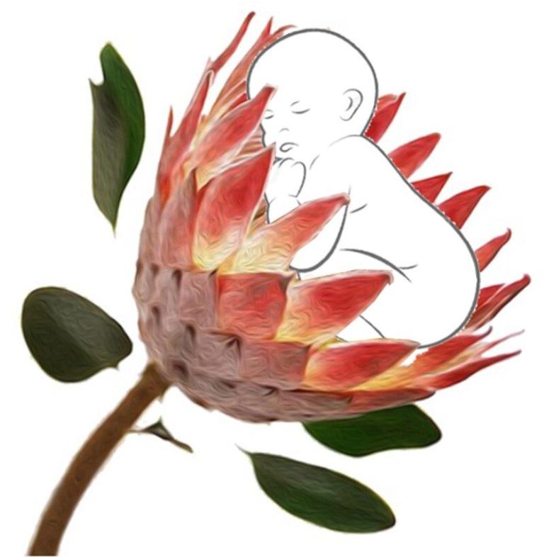 Protea